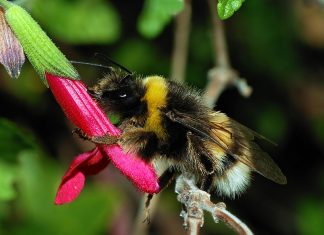 Abeille : Gel de deux pesticides du fabricant américain Dow Abeille : Gel de deux pesticides du fabricant américain Dow