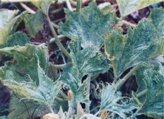La musique, une solution pour Soigner les plantes? La musique, une solution pour Soigner les plantes?