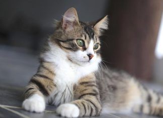 Un chat meurtrier au japon? Une octogénaire découverte avec une vingtaine de balafres Un chat meurtrier au japon? Une octogénaire découverte avec une vingtaine de balafres