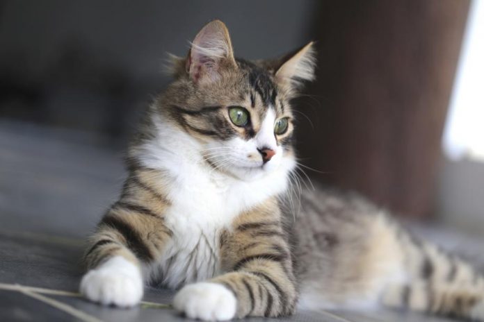 Un chat meurtrier au japon? Une octogénaire découverte avec une vingtaine de balafres