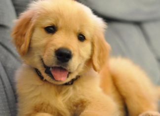 Un chien ou un chat pour protéger votre cœur Un chien ou un chat pour protéger votre cœur