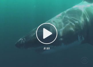 Un requin blanc attaque un pêcheur au harpon (Regarder la vidéo) Un requin blanc attaque un pêcheur au harpon