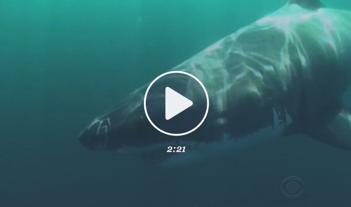 Un requin blanc attaque un pêcheur au harpon