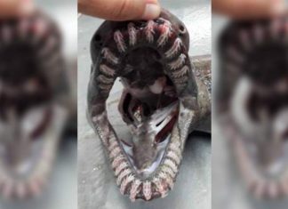 Un requin-lézard a été capturé près du Portugal Un requin-lézard a été capturé près du Portugal