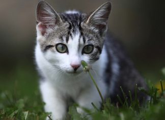 Un tueur en série de chats aurait fait plus de 400 victimes en deux ans Un tueur en série de chats aurait fait plus de 400 victimes en deux ans