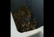 Rats à Paris : la vidéo choc d’un éboueur (Détails) Rats à Paris : la vidéo choc d'un éboueur (Voir)