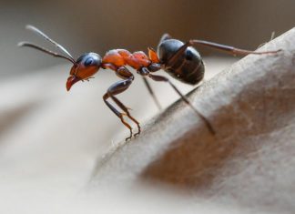 Les fourmis, sources de nouveaux antibiotiques ? Les fourmis, sources de nouveaux antibiotiques ?