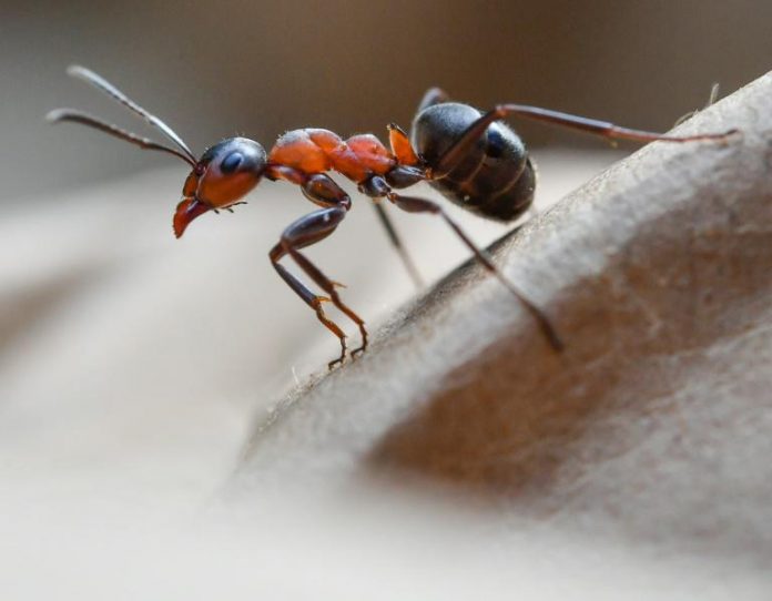 Les fourmis, sources de nouveaux antibiotiques ?