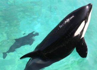 Marineland : Une orque qui parle (écoutez) Marineland : Une orque qui parle (écoutez)