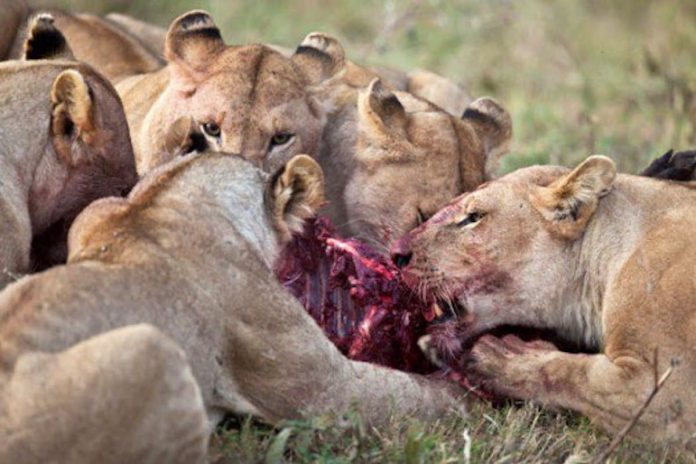 Un braconnier dévoré par des lions en Afrique du Sud