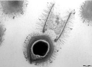 Nouveaux Virus géants découverts au Brésil (Détails) Virus géants découverts au Brésil (Détails)