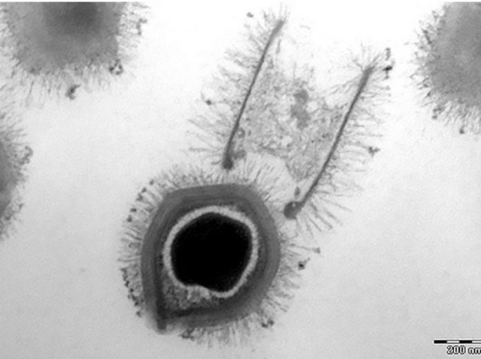 Virus géants découverts au Brésil (Détails)