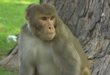 Un Bébé kidnappé par un singe en Inde Un Bébé kidnappé par un singe en Inde