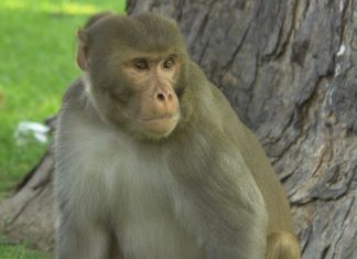 Un Bébé kidnappé par un singe en Inde Un Bébé kidnappé par un singe en Inde