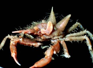 Nouvelles espèces marines exotiques découvertes au large de l’île indonésienne de Java Nouvelles espèces marines exotiques découvertes au large de l'île indonésienne de Java