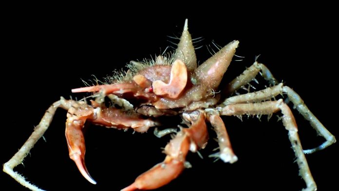 Nouvelles espèces marines exotiques découvertes au large de l'île indonésienne de Java