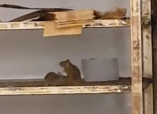 Rats au Carrefour d’evry 2 : La diffusion d’une vidéo, filmée par un client Rats au Carrefour d'evry 2 : La diffusion d'une vidéo, filmée par un client