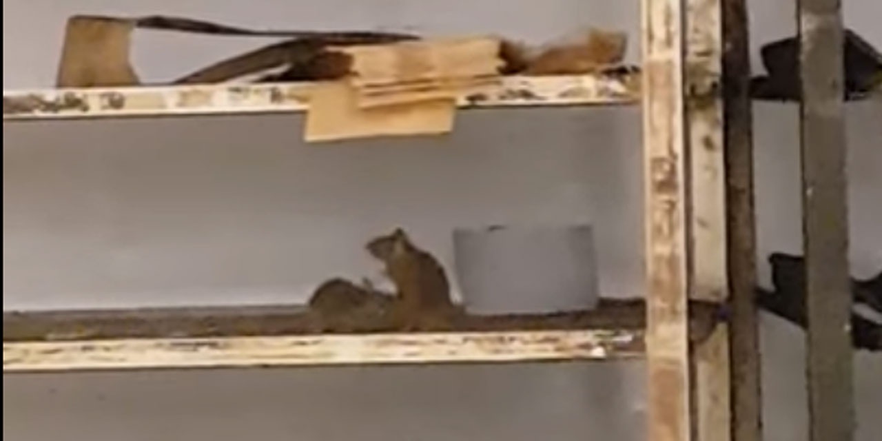 Rats au Carrefour d'evry 2 : La diffusion d'une vidéo, filmée par un client