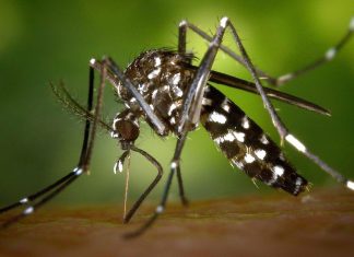 Vigilance rouge : Le moustique-tigre est de retour chez nous Vigilance rouge : Le moustique-tigre est de retour chez nous