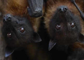 Inde : Virus Nipah sème le désarroi au Kerala Inde : Virus Nipah sème le désarroi au Kerala