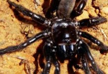 La plus vieille araignée du monde est morte La plus vieille araignée du monde est morte