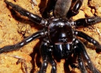 La plus vieille araignée du monde est morte La plus vieille araignée du monde est morte