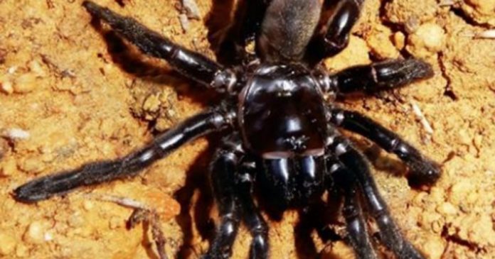 La plus vieille araignée du monde est morte