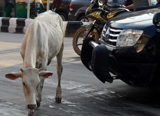 Vache sacrée : un homme battu à mort en Inde Vache sacrée : un homme battu à mort en Inde