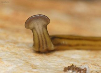 Vers géants en France ? menace pour la biodiversité Vers géants en France ? menace pour la biodiversité