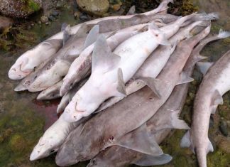 450 requins retrouvés morts dans un filet – Côtes d’Armor 450 requins retrouvés morts dans un filet - Côtes d'Armor