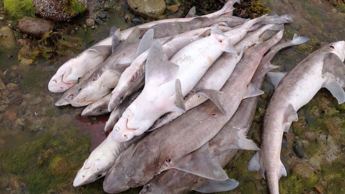 450 requins retrouvés morts dans un filet - Côtes d'Armor