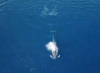 Baleine bleue dans la mer Rouge à l’est du Sinaï en Egypte Baleine bleue dans la mer Rouge à l'est du Sinaï