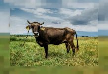 La vache bulgare sortie de l’UE, échappe à l’abattoir La vache bulgare sortie de l'UE, échappe à l'abattoir