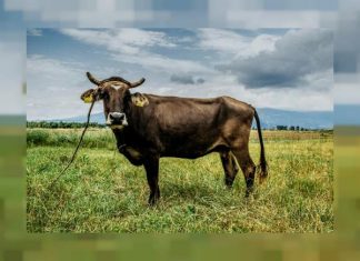 La vache bulgare sortie de l’UE, échappe à l’abattoir La vache bulgare sortie de l'UE, échappe à l'abattoir