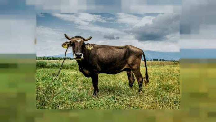 La vache bulgare sortie de l'UE, échappe à l'abattoir