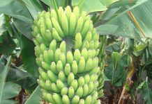 Poison Chlordécone : les Antilles empoisonnées pour des générations Poison Chlordécone : les Antilles empoisonnées pour des générations