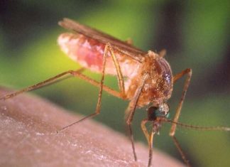 Cas de virus Usutu en France (Détail) Virus Usutu : premier cas chez un humain en France