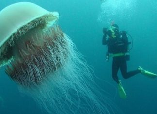 Meduses geantes au large du Pays de Galles Meduses geantes au large du Pays de Galles