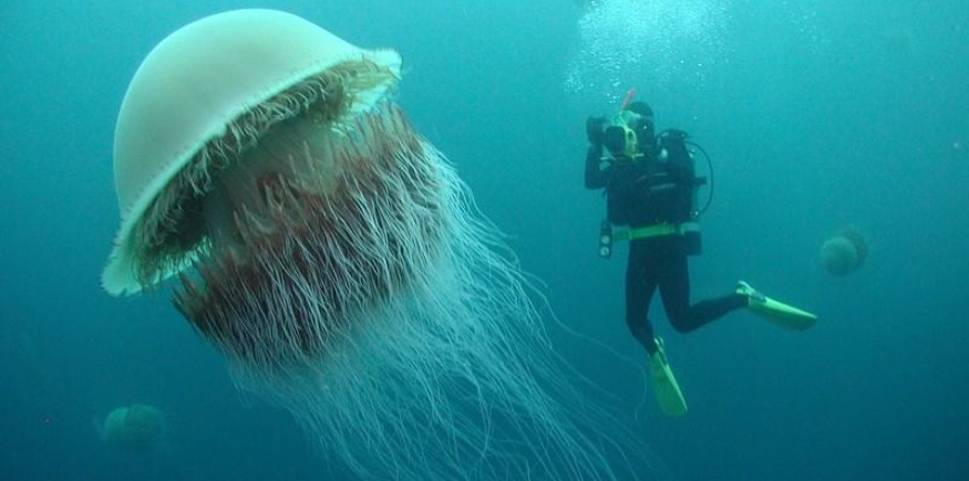 Meduses Geantes Au Large Du Pays De Galles Femmes News