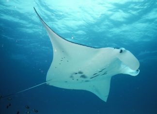 Raies dangereuses présentes près des côtes françaises Raies dangereuses présentes près des côtes françaises