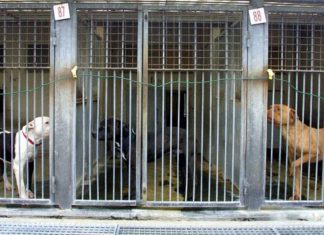 Records d’abandons d’animaux, SPA pousse un cri d’alarmes Records d'abandons d'animaux, SPA pousse un cri d’alarmes