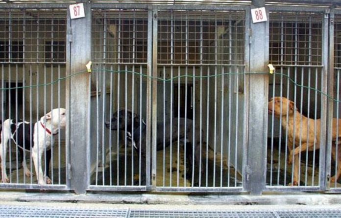 Records d'abandons d'animaux, SPA pousse un cri d’alarmes