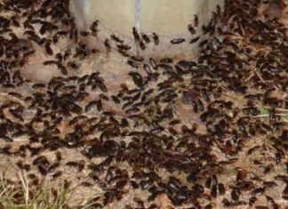 Armée d’insectes au Pentagone pour protéger les cultures Armée d'insectes au Pentagone pour protéger les cultures