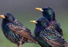 Des oiseaux ivres sèment la panique dans le Minnesota – Etats-Unis Des oiseaux ivres sèment la panique dans le Minnesota - Etats-Unis