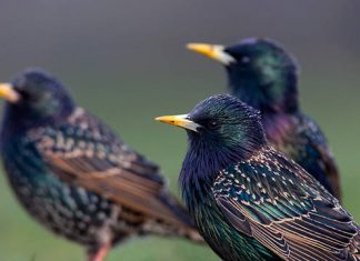 Des oiseaux ivres sèment la panique dans le Minnesota – Etats-Unis Des oiseaux ivres sèment la panique dans le Minnesota - Etats-Unis