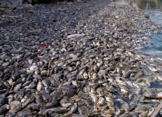 Irak : les poissons de l’Euphrate morts touchés par un mystérieux mal Irak : les poissons de l’Euphrate morts touchés par un mystérieux mal