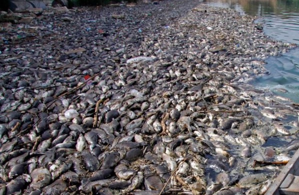 Irak : les poissons de l’Euphrate morts touchés par un mystérieux mal
