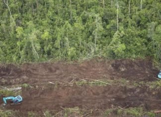 La France lance son plan contre la déforestation (Détail) La France lance son plan contre la déforestation (Détail)