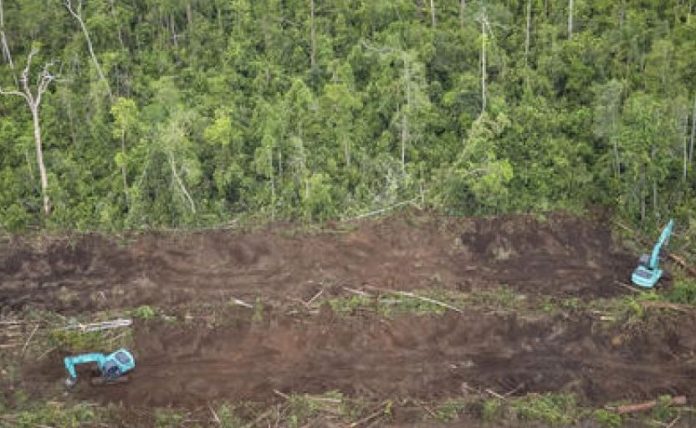 La France lance son plan contre la déforestation (Détail)