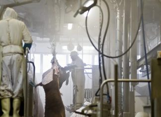 Carrefour installe des caméras dans les abattoirs (Détail) Carrefour installe des caméras dans les abattoirs (Détail)